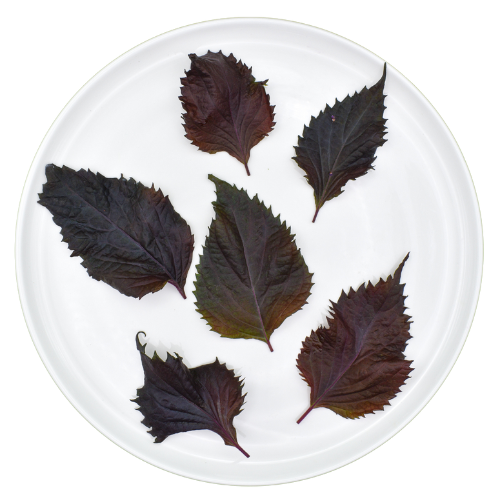Shiso ljubičasti